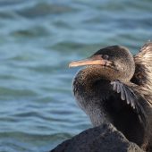  Galapagos